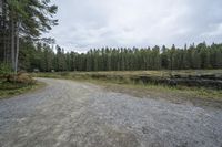 Ontario's Wooded Area: A Gloomy Grey Sky