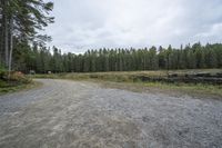 Ontario's Wooded Area: A Gloomy Grey Sky