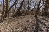 a group of trees in the middle of a forest with no leaves on them and dirt