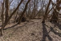 a group of trees in the middle of a forest with no leaves on them and dirt