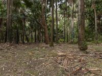 a large amount of trees and shrubs in a forest with dead leaves and palm needles