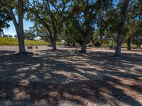 some very large trees and gravel with one thing in the middle of them, and two people