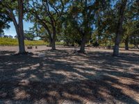 some very large trees and gravel with one thing in the middle of them, and two people