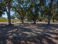some very large trees and gravel with one thing in the middle of them, and two people