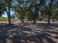 some very large trees and gravel with one thing in the middle of them, and two people