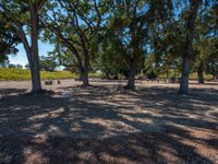 some very large trees and gravel with one thing in the middle of them, and two people