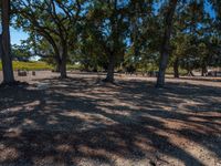 some very large trees and gravel with one thing in the middle of them, and two people