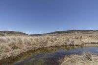 some grass bushes and water on the ground and in the air with a blue sky in the background