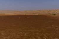 a lone tree in the middle of the desert against the background of large sand dunes with dirt