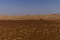 a lone tree in the middle of the desert against the background of large sand dunes with dirt