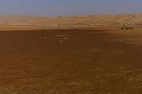 a lone tree in the middle of the desert against the background of large sand dunes with dirt