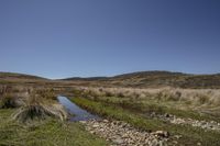 Open Space: Grass Plain with a Tree