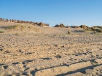 sandy beach with footprints and trees in the background on the sand dunes of a beach