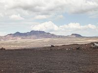 cows standing on a barren plain in the desert with mountains and clouds behind them,