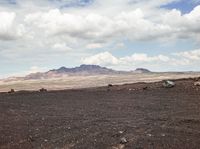 cows standing on a barren plain in the desert with mountains and clouds behind them,