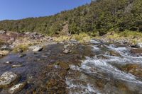 a stream in the wilderness is running between tall pine trees and rock formations above it