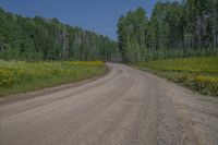 Open Space Road in Colorado: Lush Vegetation and Woody Plants