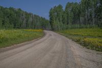 Open Space Road in Colorado: Lush Vegetation and Woody Plants