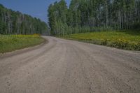 Open Space Road in Colorado: Lush Vegetation and Woody Plants