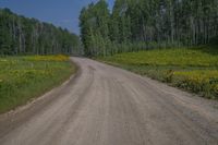 Open Space Road in Colorado: Lush Vegetation and Woody Plants