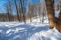 there is a snow trail through a forest on a sunny day, while the trees are covered in a thick sheet of snow