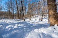 there is a snow trail through a forest on a sunny day, while the trees are covered in a thick sheet of snow