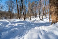 there is a snow trail through a forest on a sunny day, while the trees are covered in a thick sheet of snow