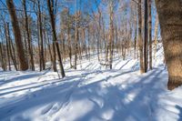 there is a snow trail through a forest on a sunny day, while the trees are covered in a thick sheet of snow