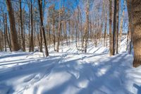 there is a snow trail through a forest on a sunny day, while the trees are covered in a thick sheet of snow