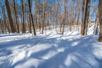 there is a snow trail through a forest on a sunny day, while the trees are covered in a thick sheet of snow