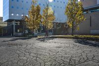 an asphalt parking lot with two trees that have been left in front of the building