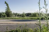 the asphalt area of an empty street is overgrown by grass and trees, which are not green