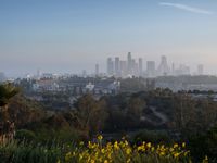 Overview of Los Angeles: A Clear Sky Day