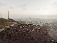 An Overview of San Francisco: Skyline and Nature