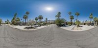 multiple shots of a street with palm trees surrounding it with a very wide lens shot of the same