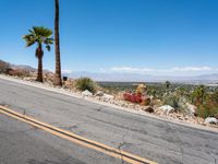 an asphalt road lined with palm trees and desert plants and rocks in the background is a blue sky