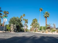 an empty city street with palm trees and some bushes around it in a desert area