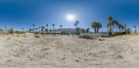 this is a panorama of the desert with palm trees and bushes in the background with sun shining over a grassy area