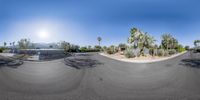 this image is a fish eye view of the park in the desert of palm trees