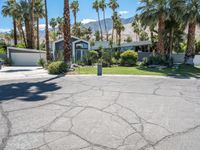 Palm Springs: A Hedge-lined Driveway