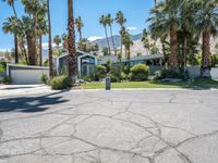 Palm Springs: A Hedge-lined Driveway