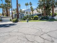 Palm Springs: A Hedge-lined Driveway