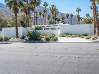 the empty road is lined with palm trees and bushes, along with the white house