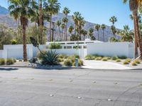 the empty road is lined with palm trees and bushes, along with the white house