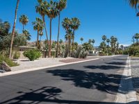 palm trees line the street near a housing community area on a sunny day in california's desert