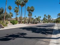 palm trees line the street near a housing community area on a sunny day in california's desert