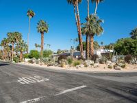 there are palm trees in the background by the road with stop sign in the middle