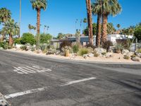 there are palm trees in the background by the road with stop sign in the middle