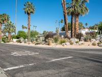 there are palm trees in the background by the road with stop sign in the middle