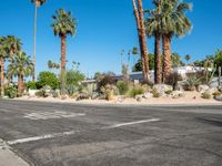 there are palm trees in the background by the road with stop sign in the middle